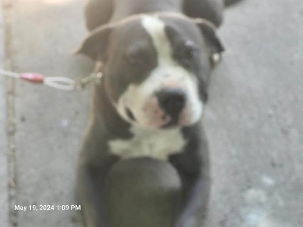 Shelter Stray Male Dog last seen Near BLOCK NORTHLAWN ST, DETROIT, MI, Detroit, MI 48211
