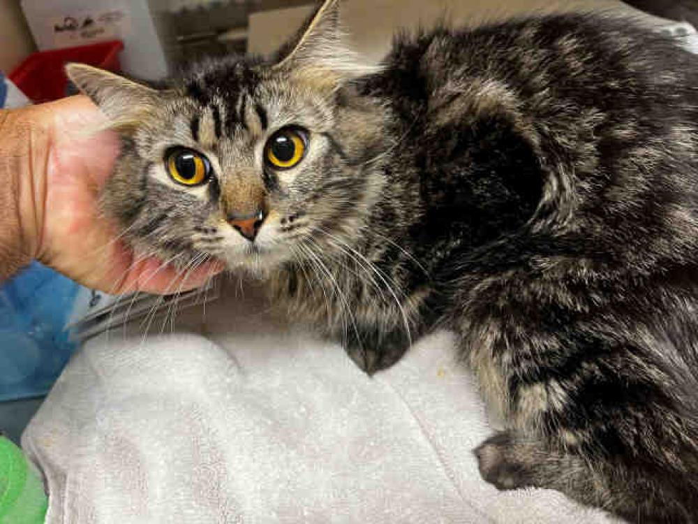 Shelter Stray Female Cat last seen , Bonita, CA 91902