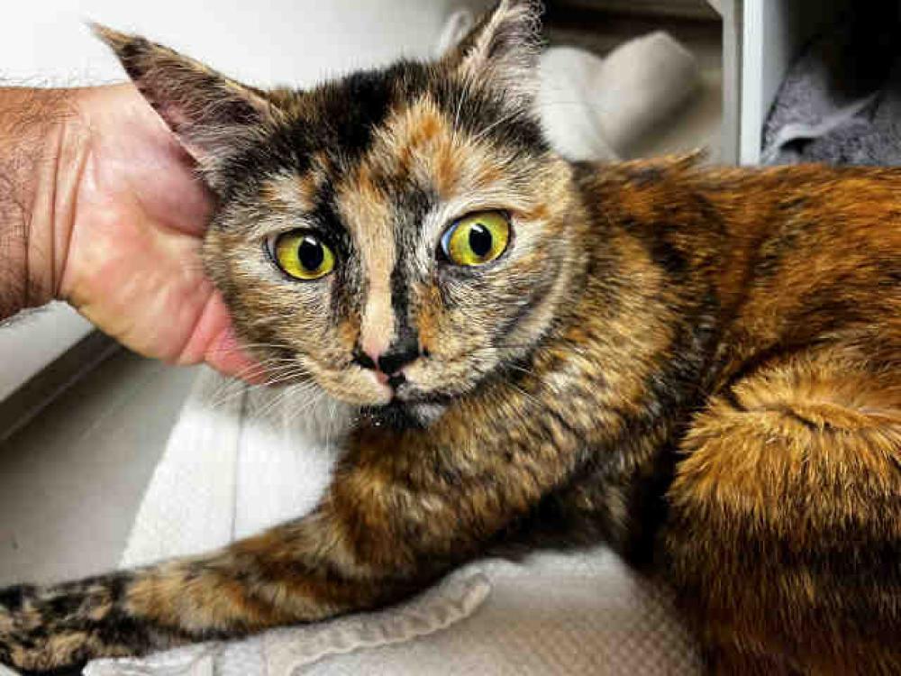 Shelter Stray Female Cat last seen FOUND IN BUSHES, Bonita, CA 91902
