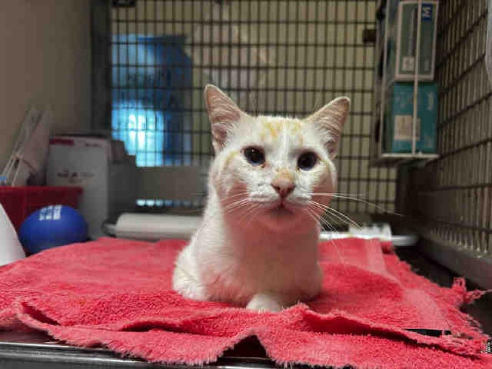 Shelter Stray Male Cat last seen RAL ON LANCE AVE, Bonita, CA 91902