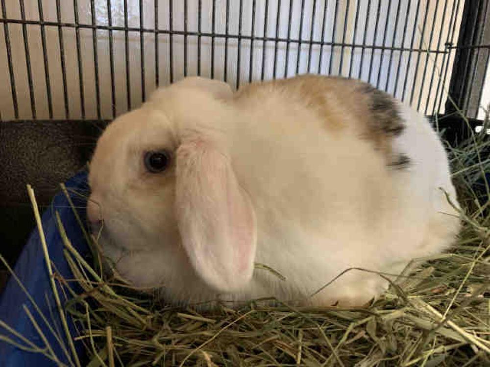 Shelter Stray Female Rabbit last seen FOUND ON GRAND AVE, Bonita, CA 91902