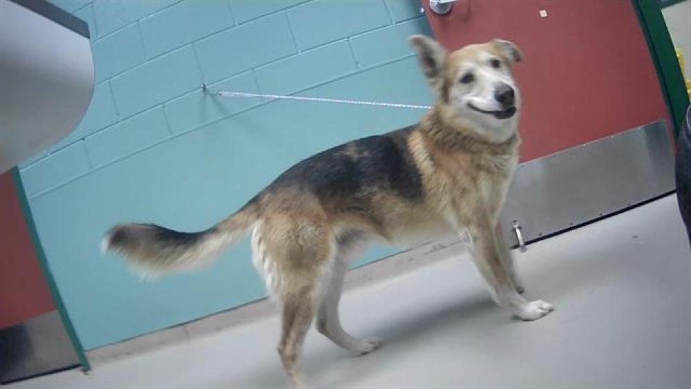 Shelter Stray Male Dog last seen Near PYRAMID WAY, SPARKS NV 89436, Reno, NV 89502