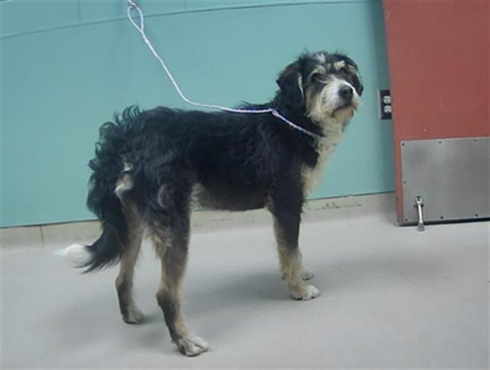 Shelter Stray Male Dog last seen Near PYRAMID WAY, SPARKS NV 89436, Reno, NV 89502
