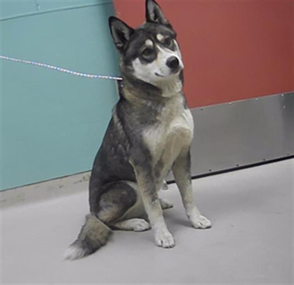 Shelter Stray Female Dog last seen Near ESTANCIA CT, RENO NV 89506, Reno, NV 89502
