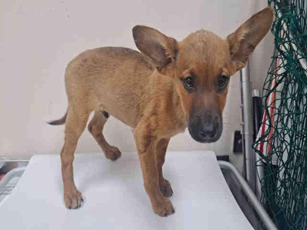 Shelter Stray Female Dog last seen UNDER DUMPSTER AT MINER'S DINER, Carlsbad, CA 92011