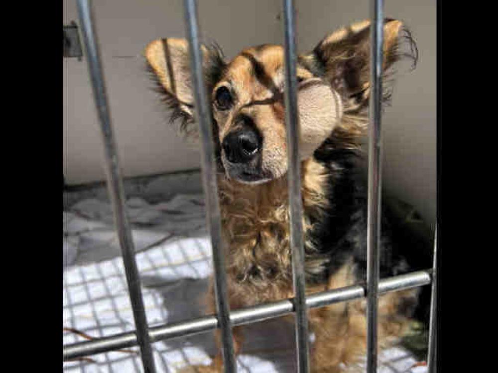 Shelter Stray Male Dog last seen DE LUZ HEIGHTS, Carlsbad, CA 92011