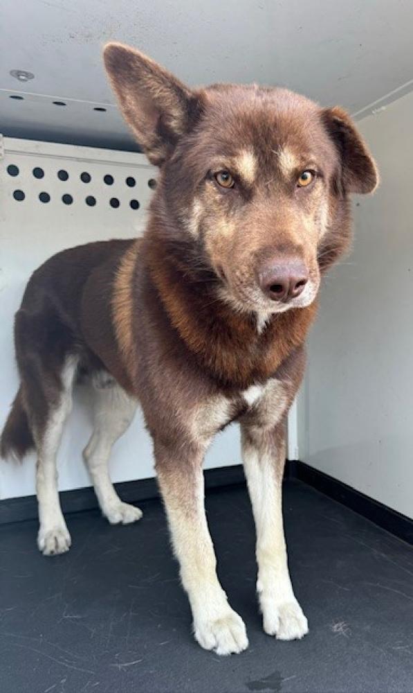 Shelter Stray Male Dog last seen Near BLK TRUXTUN AV. BAKERSFIELD, CA, Bakersfield, CA 93307
