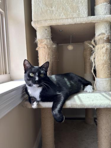 Lost Male Cat last seen North Pennsylvania Street and 23rd Street , Indianapolis, IN 46205