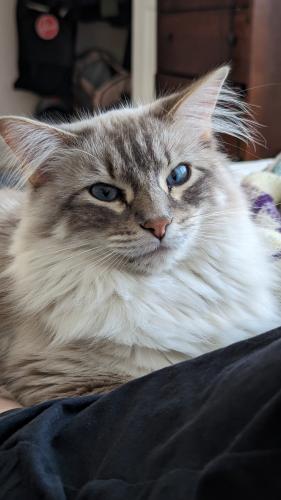 Lost Male Cat last seen Nelson and Airport rd, Longmont, CO 80503