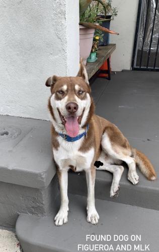 Found/Stray Male Dog last seen 41st and figueroa, Los Angeles, CA 90037