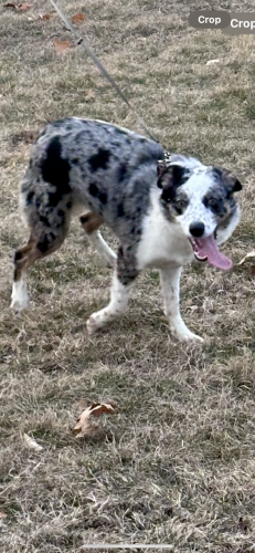 Lost Female Dog last seen Hanna and bluff road , Indianapolis, IN 46217