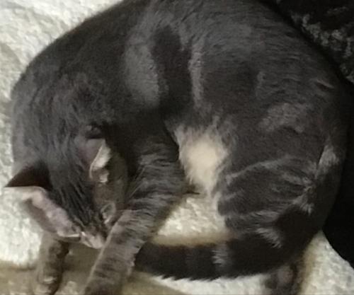 Lost Male Cat last seen 72nd ave east, Tacoma, WA 98443