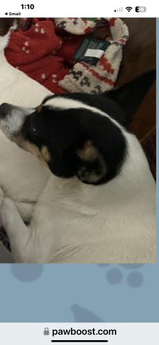 Lost Female Dog last seen Rufe snow at s gas station, Keller, TX 76248