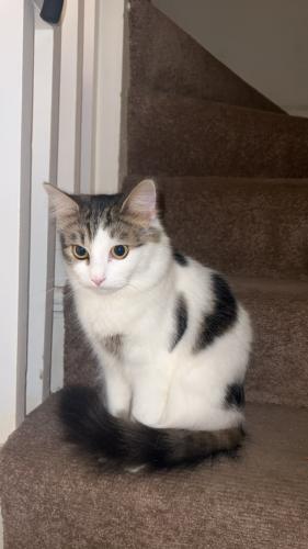 Lost Female Cat last seen Golders Green, Greater London, England NW11 9BL