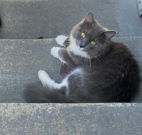 Found/Stray Female Cat last seen Sidney and Shoemaker, Columbus, OH 43201