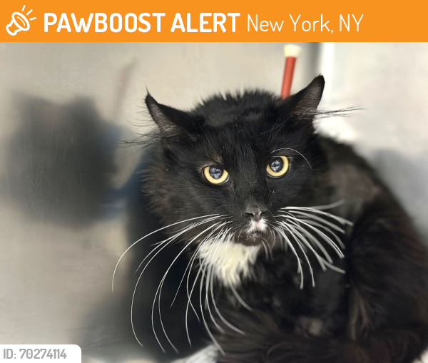 Shelter Stray Male Cat last seen Near W 175th Street, NEW YORK, NY, 10033, New York, NY 10029