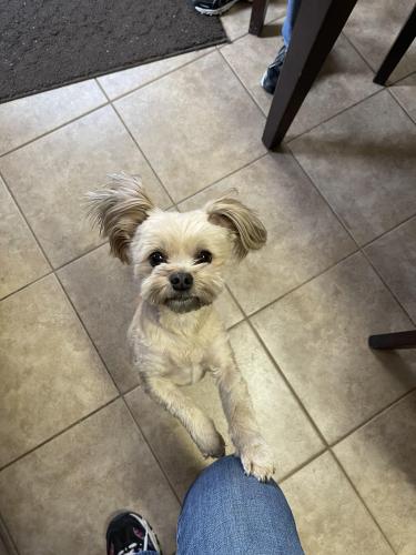 Lost Female Dog last seen Big Bend blvd and Shrewsbury ave, St. Louis, MO 63119