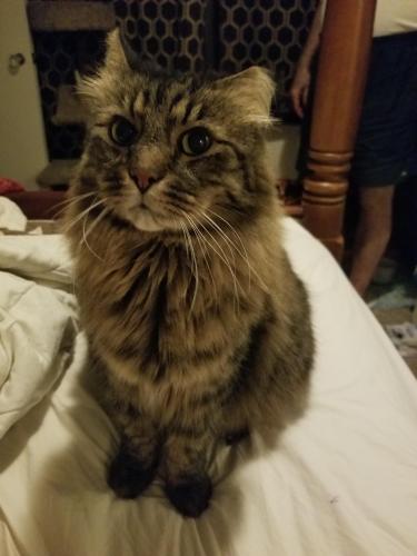 Lost Female Cat last seen Bell Avenue, Blue Ash, OH 45242
