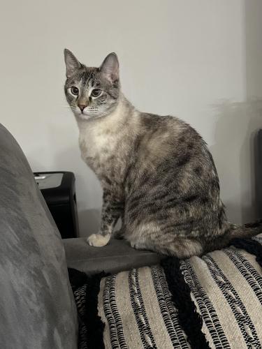 Lost Female Cat last seen Wolf and central, Mount Prospect, IL 60056