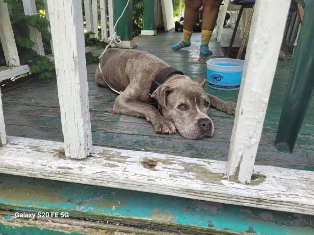 Shelter Stray Male Dog last seen Near BLOCK BRAMELL ST, DETROIT, MI, Detroit, MI 48211
