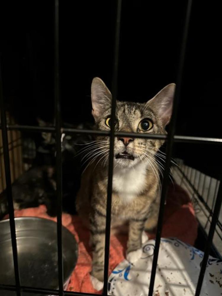 Shelter Stray Female Cat last seen THATCHER CIR & ELDER CREEK, Sacramento, CA 95818