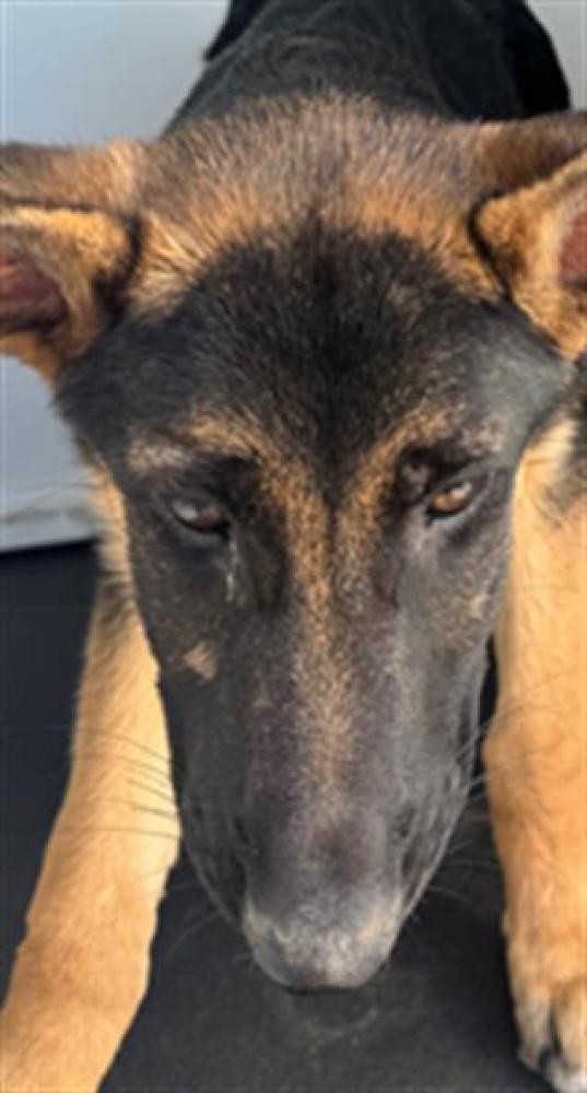 Shelter Stray Female Dog last seen Near BLK MING AV, BAKERSFIELD,CA, Bakersfield, CA 93307