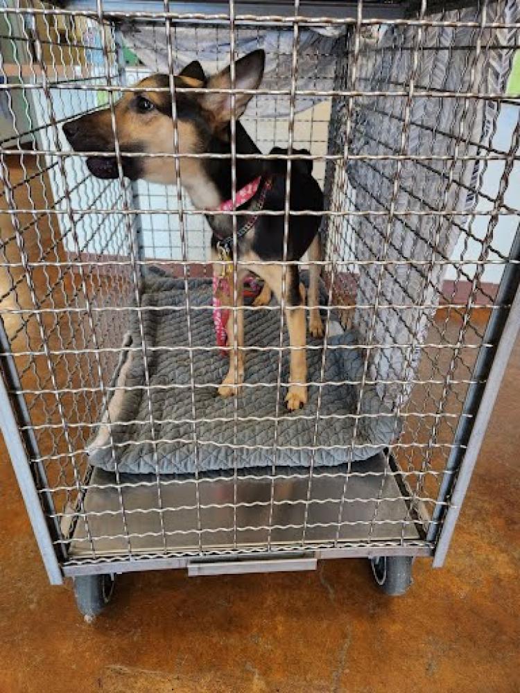 Shelter Stray Male Dog last seen MONTOPOLIS DR, Austin, TX 78702