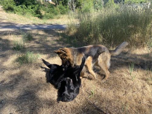 Lost Male Dog last seen Matanza Creek, Sonoma mountain road, Santa Rosa, CA 95405