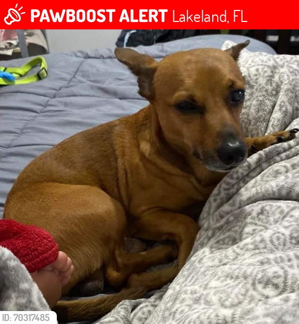 Lost Male Dog last seen John Carroll Road S & S Saddle Creek Farm Road , Lakeland, FL 33801