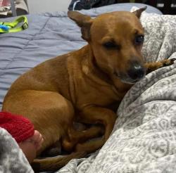 Lost Male Dog last seen John Carroll Road S & S Saddle Creek Farm Road , Lakeland, FL 33801