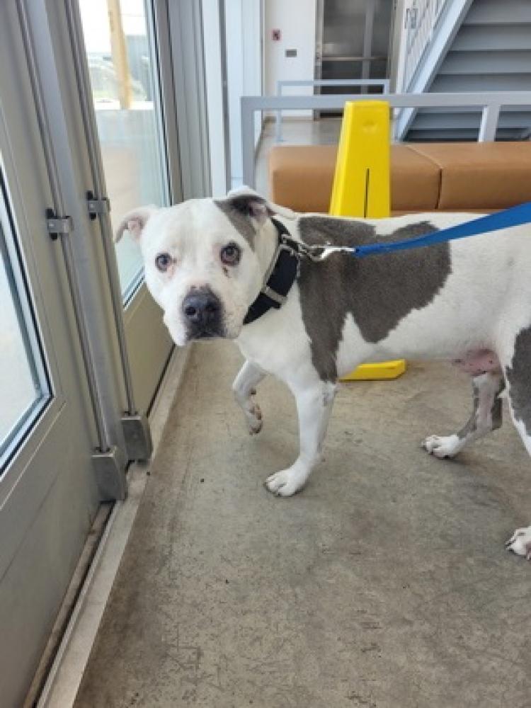 Shelter Stray Male Dog last seen Fort Worth, TX 76137, Fort Worth, TX 76119