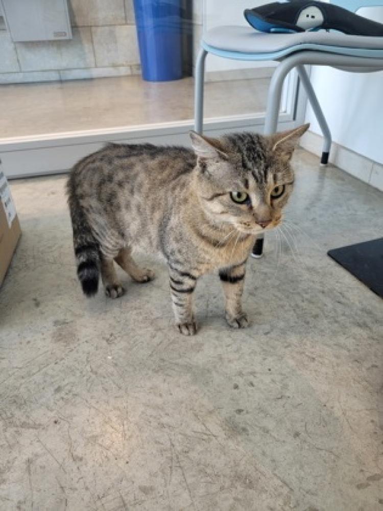Shelter Stray Male Cat last seen , TX , Fort Worth, TX 76119