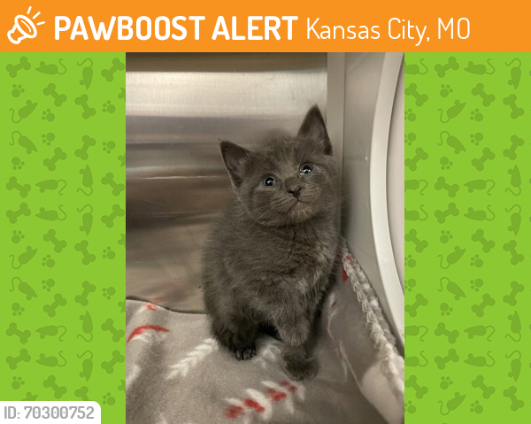 Shelter Stray Female Cat last seen Near NW Richards Rd, 64155, MO, Kansas City, MO 64132