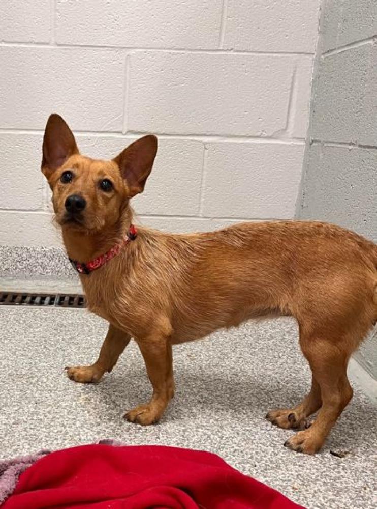 Shelter Stray Female Dog last seen Near Cliffmont Ave, 21213, MD, Baltimore, MD 21230