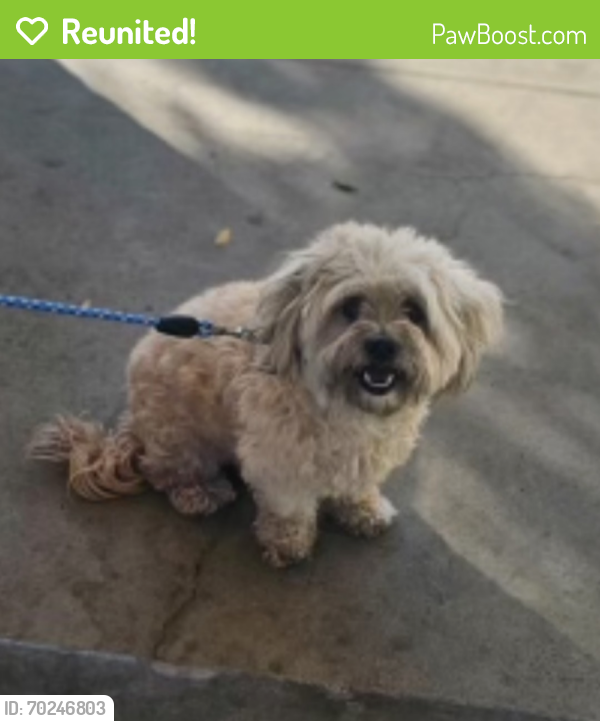 Reunited Male Dog last seen Graceada Park, Modesto Ca, Patterson, CA 95363