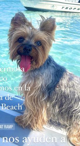 Lost Female Dog last seen Currie Park Boat Ramp, Palm Beach, FL 33480