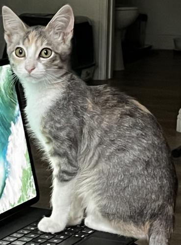 Lost Female Cat last seen Airoso neighborhood in Pacific Highlands Ranch, San Diego, CA 92130