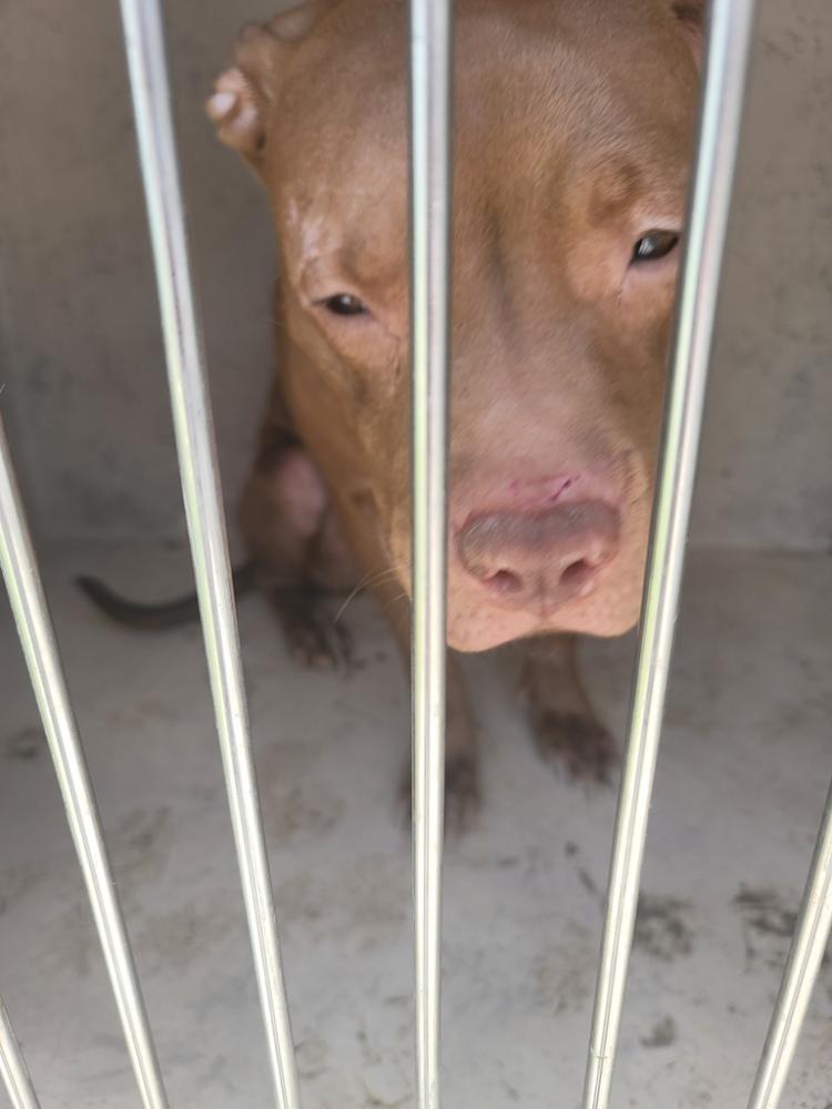 Shelter Stray Female Dog last seen Near Albarado Street, SCOTT, LA, 70583, Lafayette, LA 70507