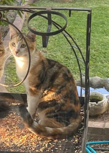 Lost Female Cat last seen Mariposa and Highview, Altadena, CA 91001