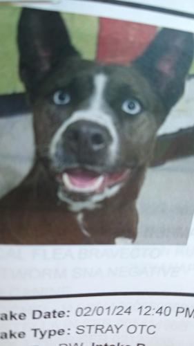 Lost Female Dog last seen Between new York and Michigan on rural st, Indianapolis, IN 46201