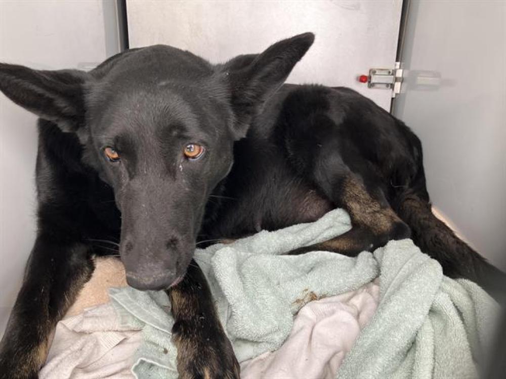 Shelter Stray Female Dog last seen Near BLOCK FREEWAY ON ORANGE GROVE OFF RAMP, Pasadena, CA 91105