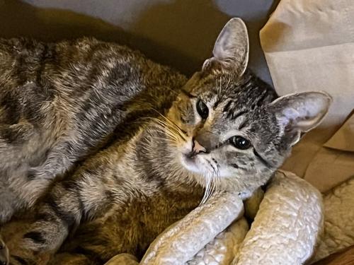 Lost Female Cat last seen 60th Street / Marlet, Jurupa Valley, CA 91752