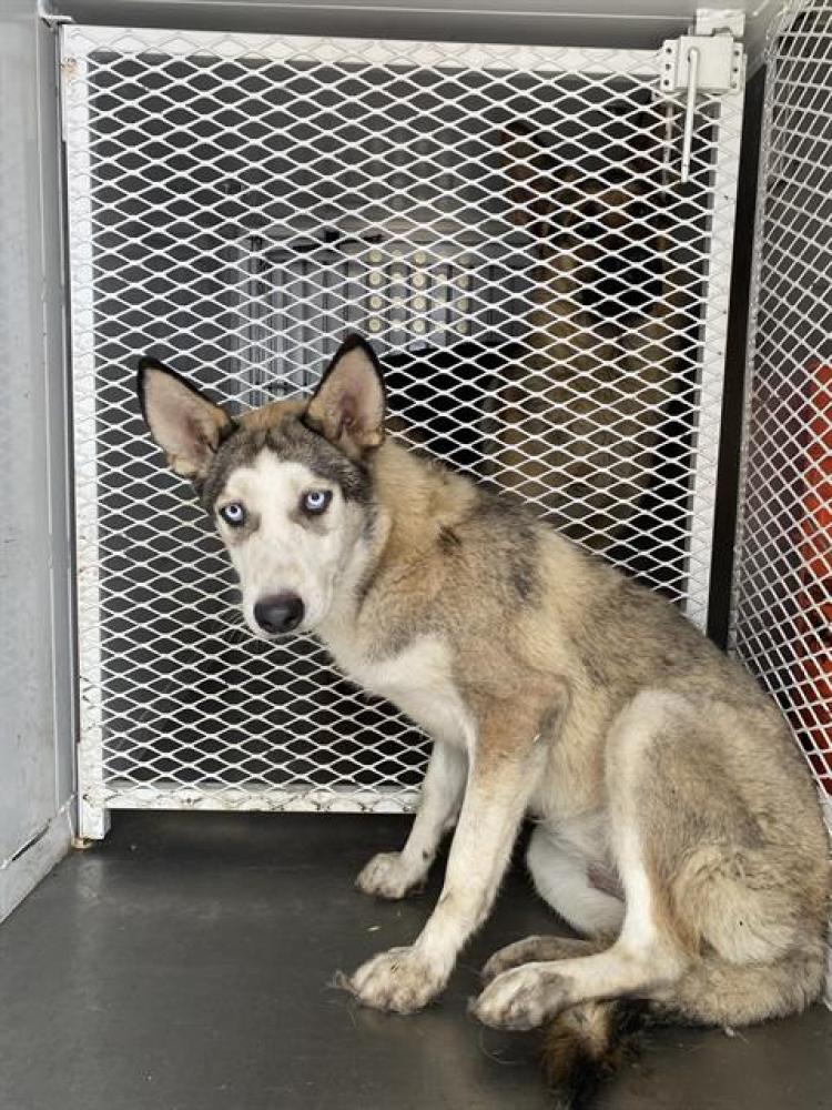 Shelter Stray Female Dog last seen Near BLOCK SPARLING AVE, BAKERSFIELD CA 93307, Bakersfield, CA 93308