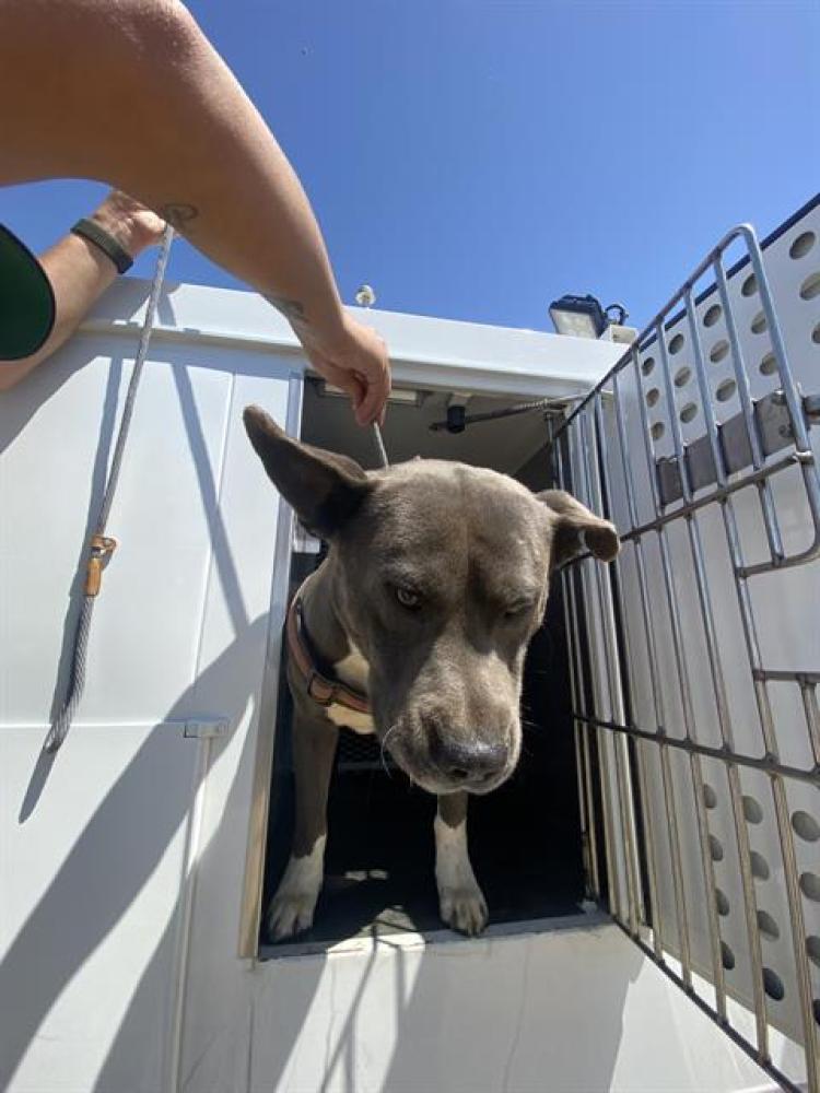 Shelter Stray Male Dog last seen Near BLOCK PHILLIPS ST, LAMONT CA 93241, Bakersfield, CA 93308