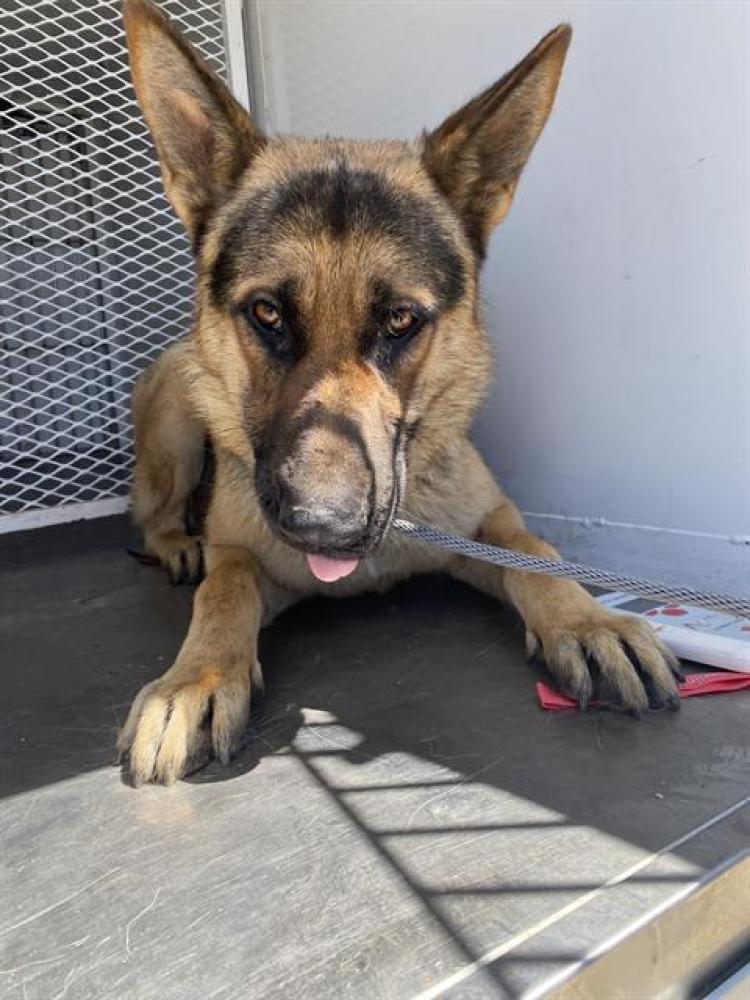 Shelter Stray Male Dog last seen Near MADISON ST, BAKERSFIELD CA 93307, Bakersfield, CA 93308