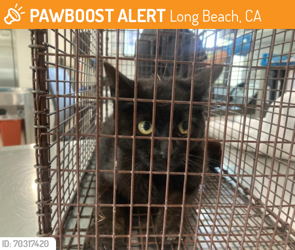 Shelter Stray Female Cat last seen PIER A WEST S HARBOR SCENIC DR, LONG BEACH, CA 90802, Long Beach, CA 90815