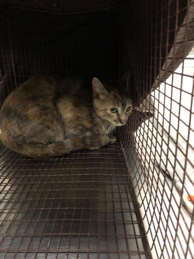 Shelter Stray Female Cat last seen Near BLK STANTON PLACE LONG BEACH CA 90806, Long Beach, CA 90815