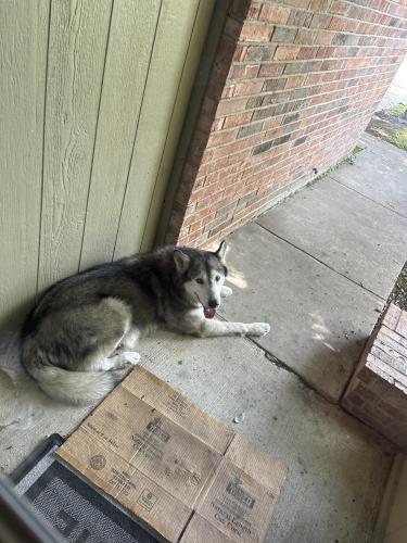 Found/Stray Unknown Dog last seen In West Oakdale, Irving, TX 75060