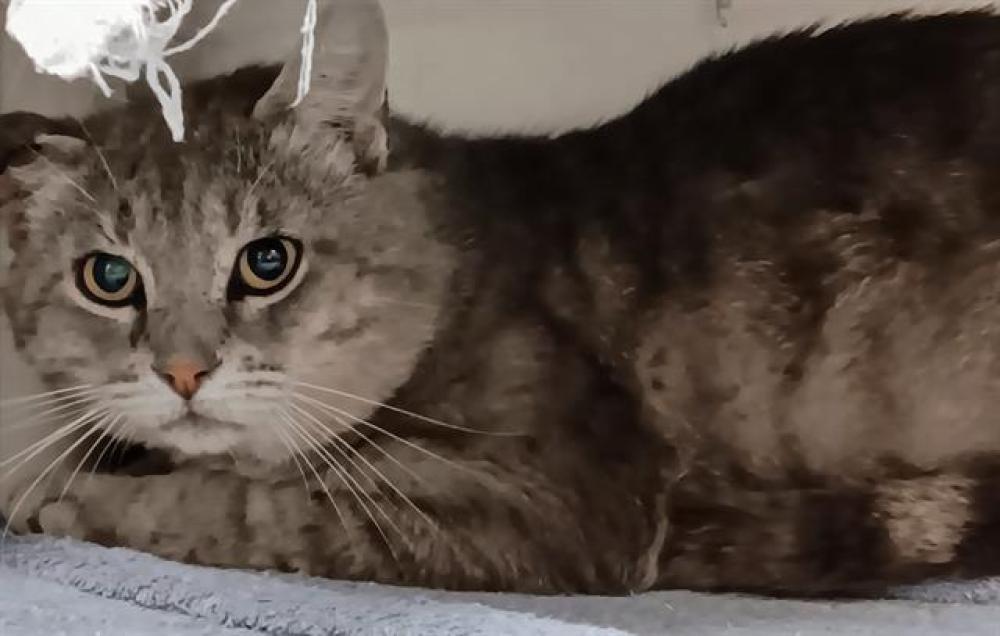 Shelter Stray Male Cat last seen Near BLOCK PAINT ROCK, Huntsville, AL 35805