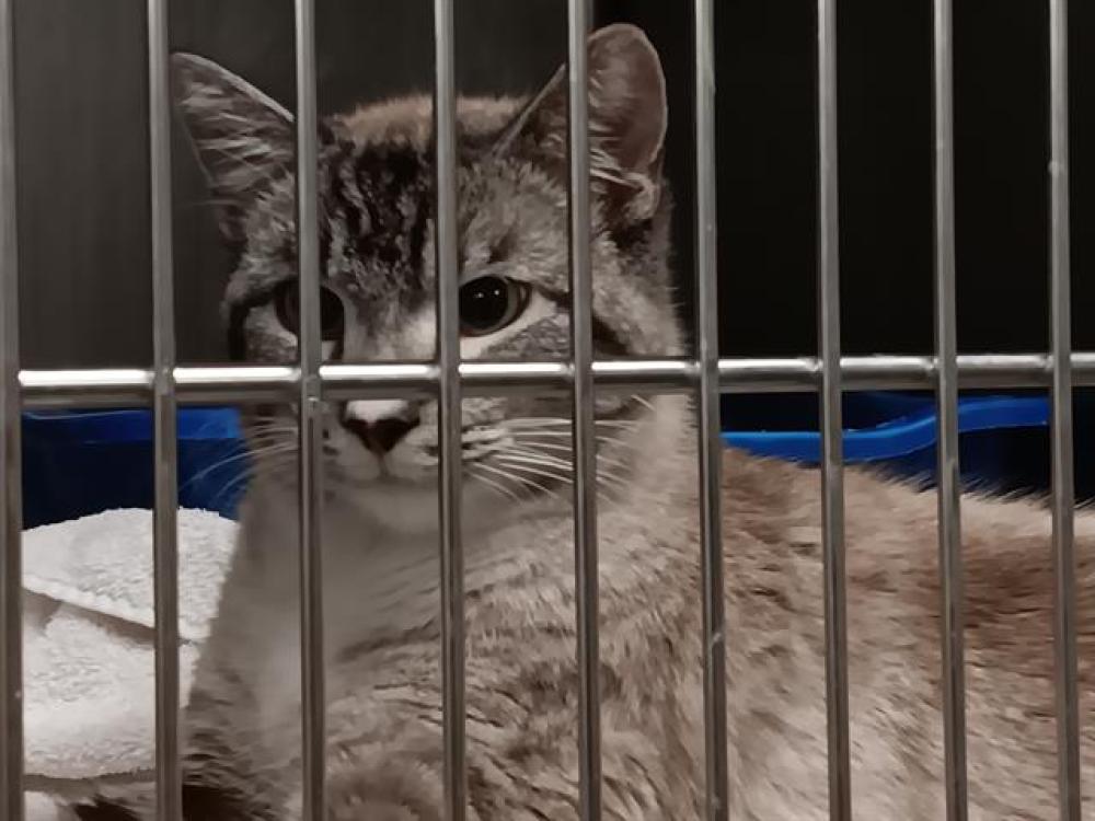 Shelter Stray Male Cat last seen BRIDGEPOINT APTS, Huntsville, AL 35805
